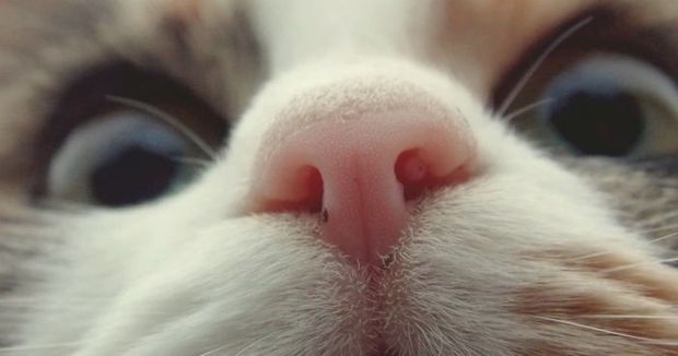 do like a close up pussy shot