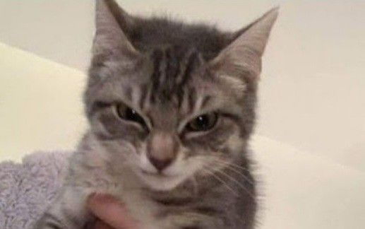 Funny cat
