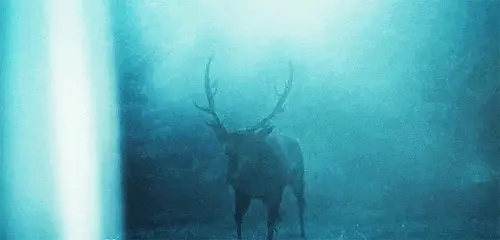 Stag