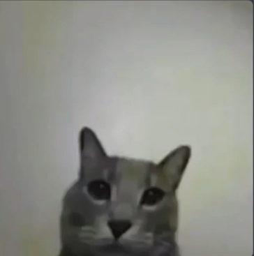 the cat