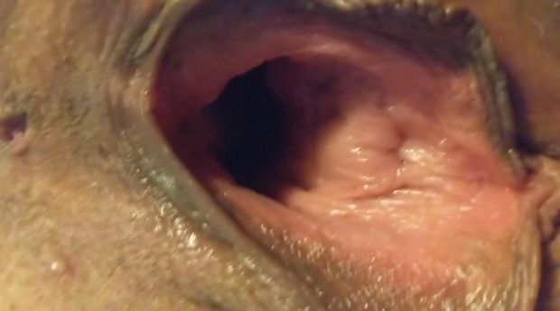 Gaping pussy
