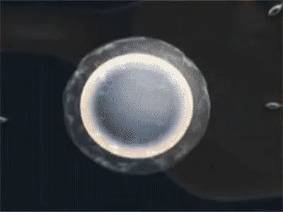 Sperm attacking an egg