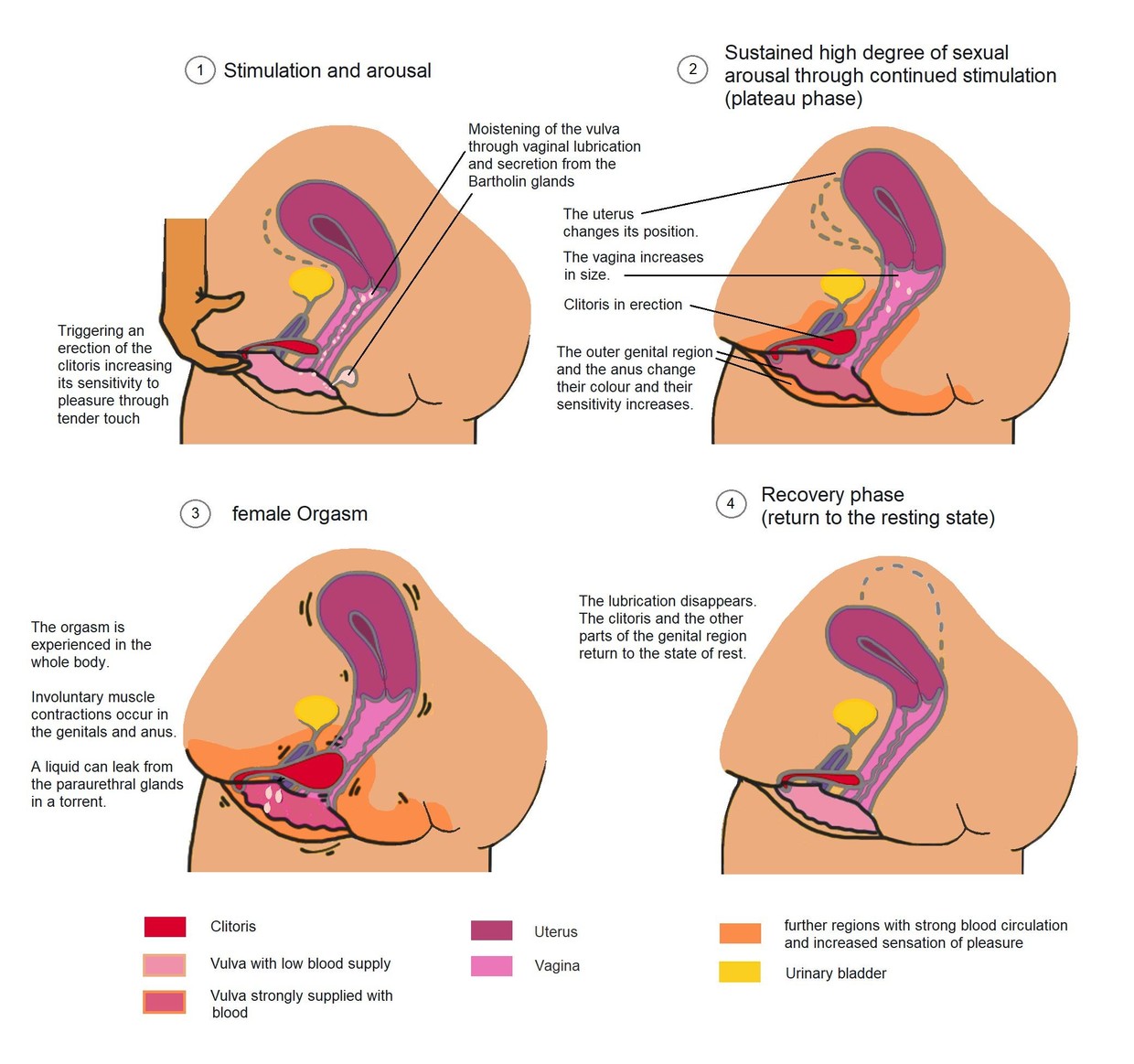 Stages of arousal in anatomical females