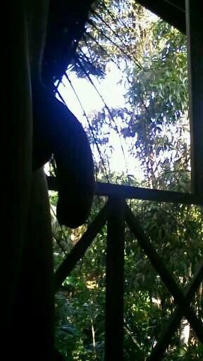 Banana in the jungle