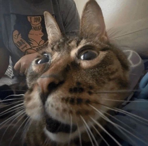 Pusi