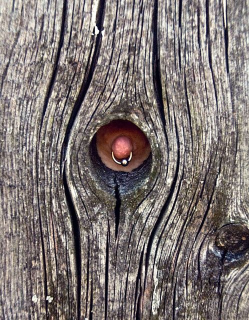 Woodpecker or Tit