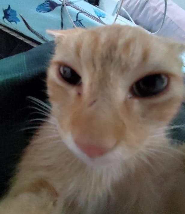 Hmmm El Gato