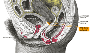 Hitting the A-Spot Feels so Good (Click for article)