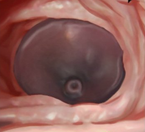 Anthro equine cock pumping into fertile human warmth