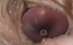 Anthro equine cock flaring in a human cunt