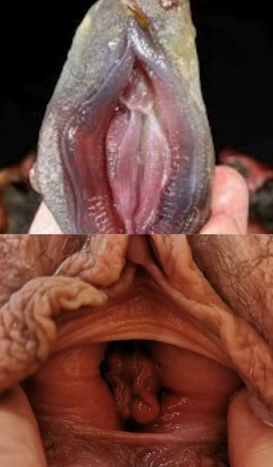 Humour fruits de mer