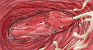 A feline anthro's barbed cock splattering a fertile human cunt with potent cum