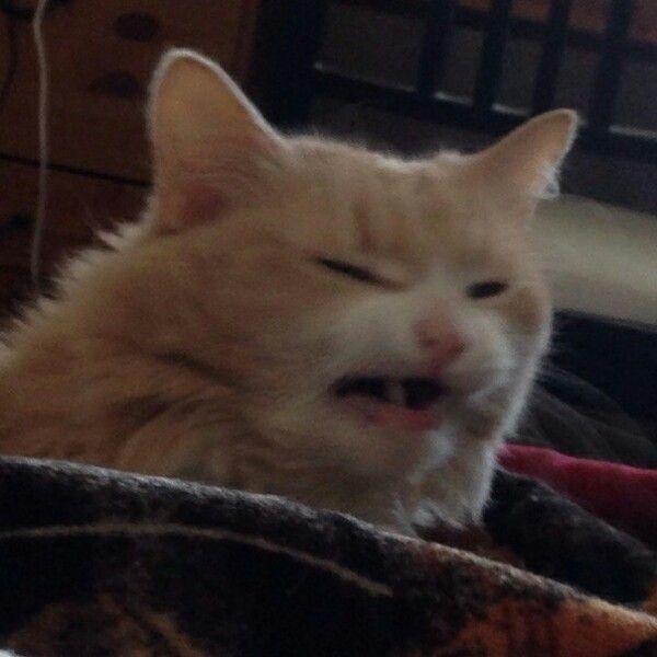 simple cat