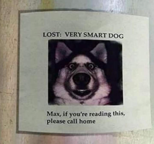 Lost Dog