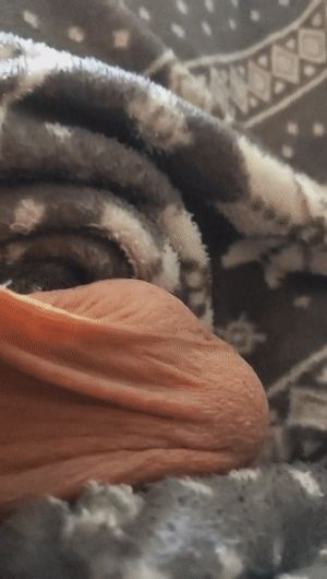 My full balls lay in wait of stimulation while my hard cock begs for your attention.