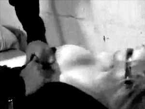 Irresistible nipples