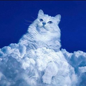 Oldwifholes Picture