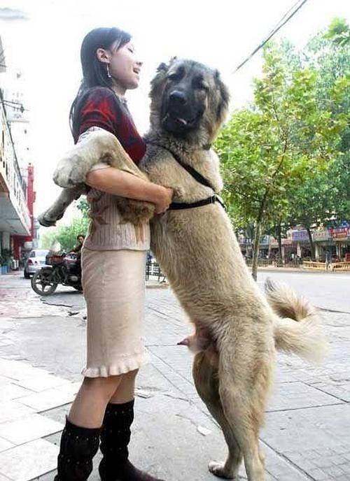 big dog