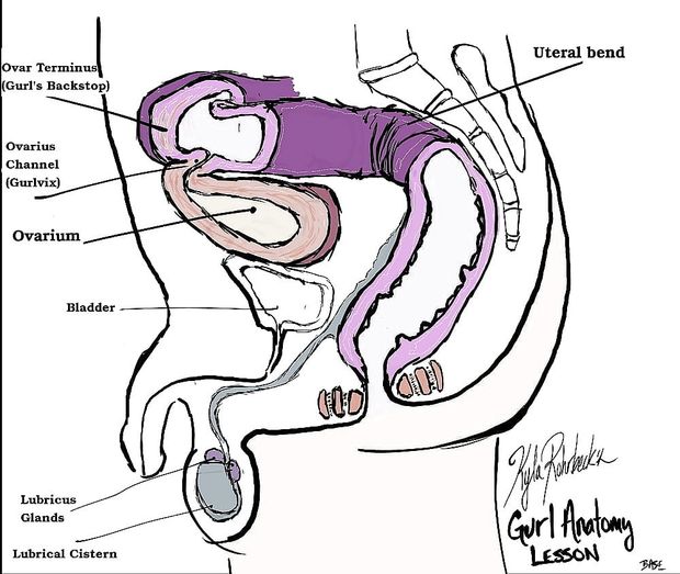 Anal Outline