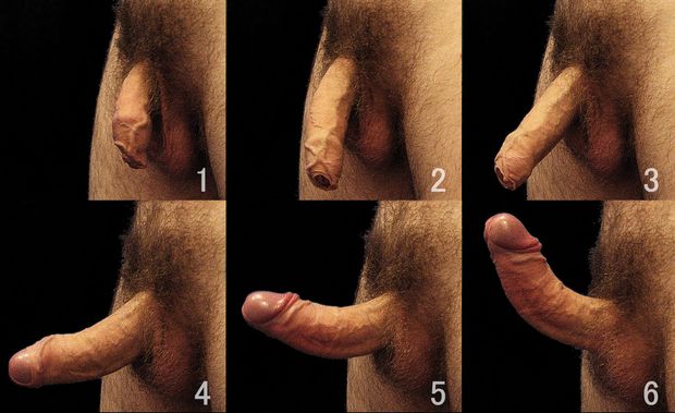 anatomy of a boner