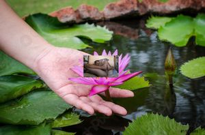 lje tiens lotus man dans ma main