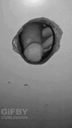 Cock