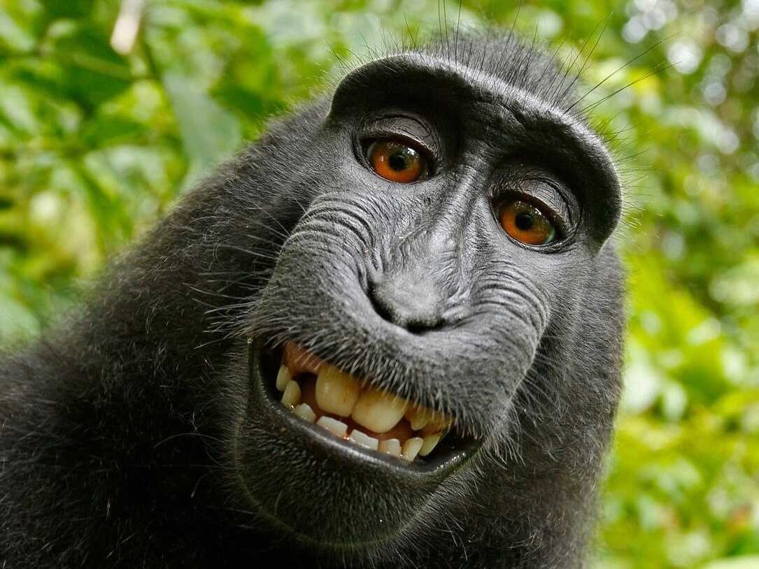 Cool Monkey