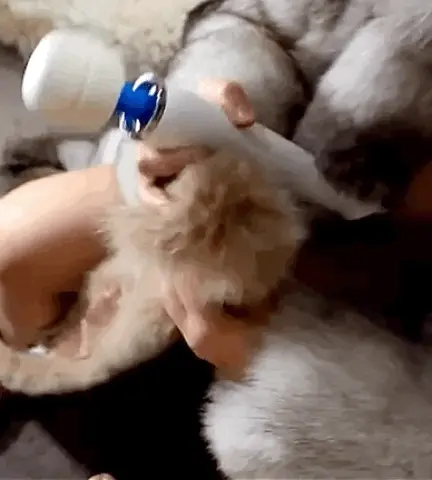 Fur babe making a dangerous weapon;)