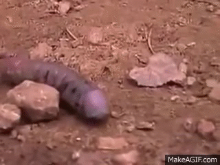 Be careful where you walk.