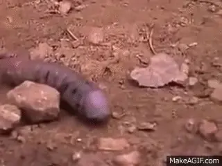 Be careful where you walk.
