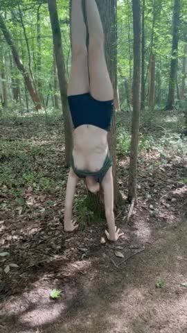 tits in the forest, shy