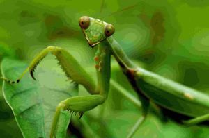 nonstoparthropods Picture