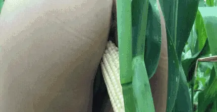 farmer toy