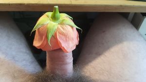 Jentle cap fpr hard penis