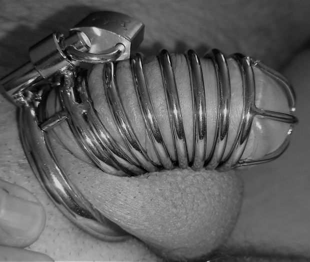 metal chastity