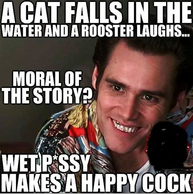 Cats & Roosters!