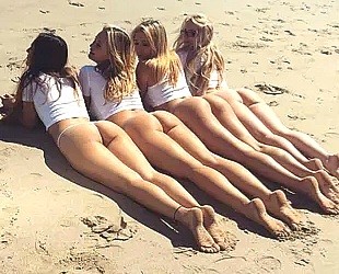 Asses