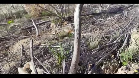 Molli pills sex montain