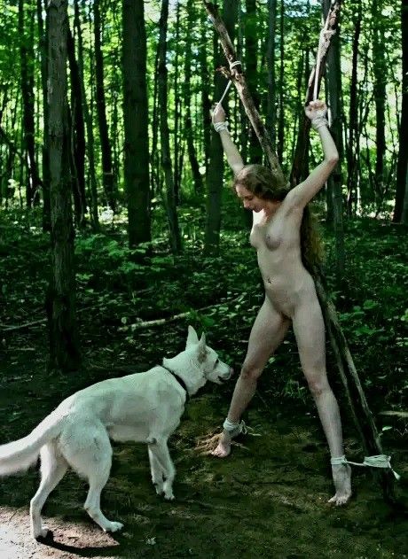 Tied to a cross in the forest being sniffed