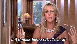 Regular rat or snitch?